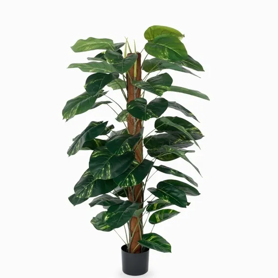 Диффенбахия высота 152 см