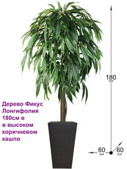 Искусственное дерево Фикус Лонгифолия 180см в высоком коричневом кашпо ротанг
