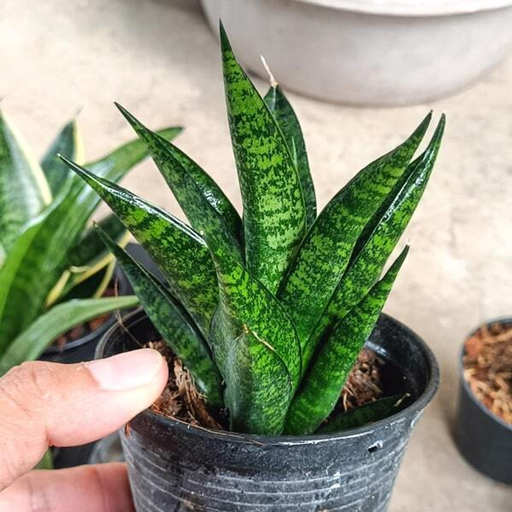 Сансевиерия MANEE TOWER