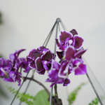 Готовый флорариум с орхидеей Вайн Алмаз