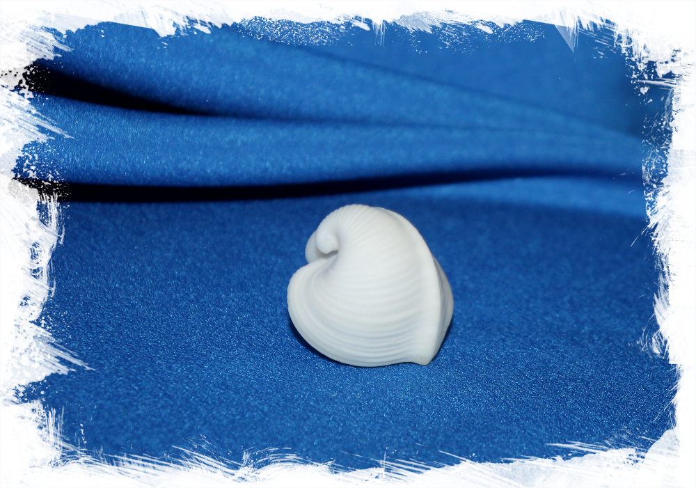 Раковина Обычное сердце, Meiocardia vulgaris