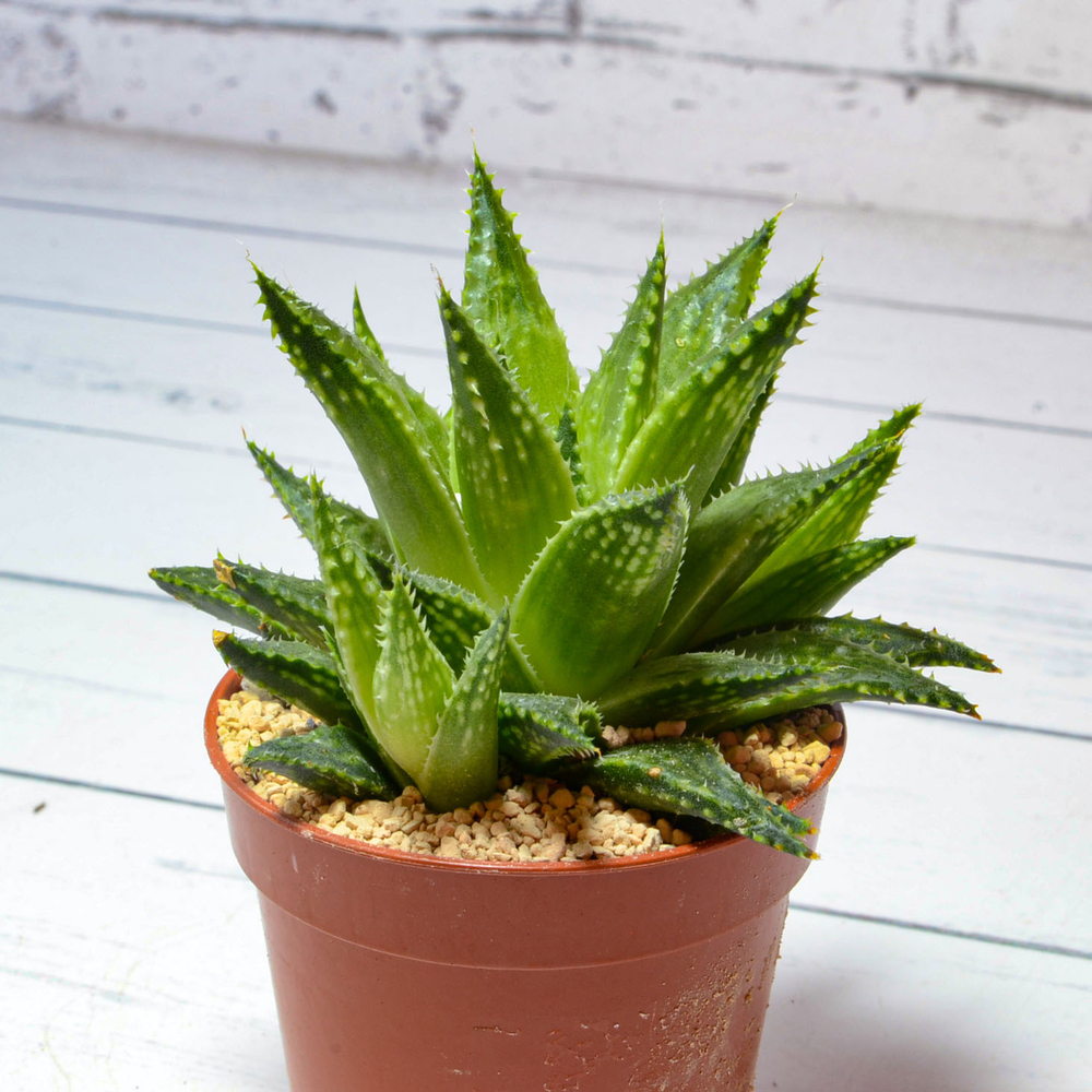 Haworthia Reticulata (Хавортия)