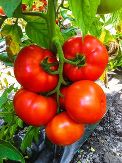 Томат Ралли F1 (50шт) Витагрин Профи