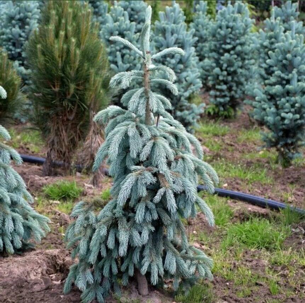 Ель энгельмана (Picea engelmannii Blue Magoo) RB 50-60 см Закупка М38