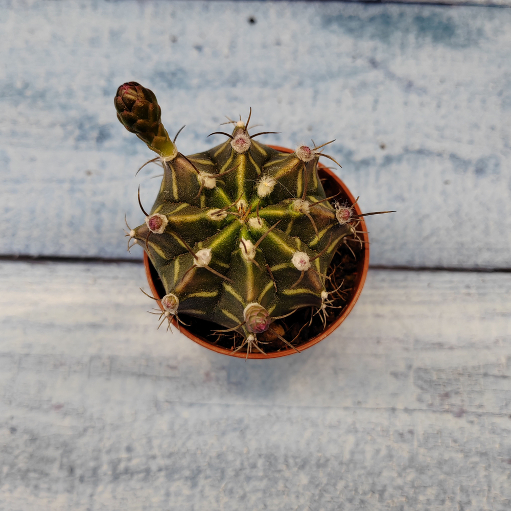 Gymnocalycium Friedrichii (Гимнокалициум)