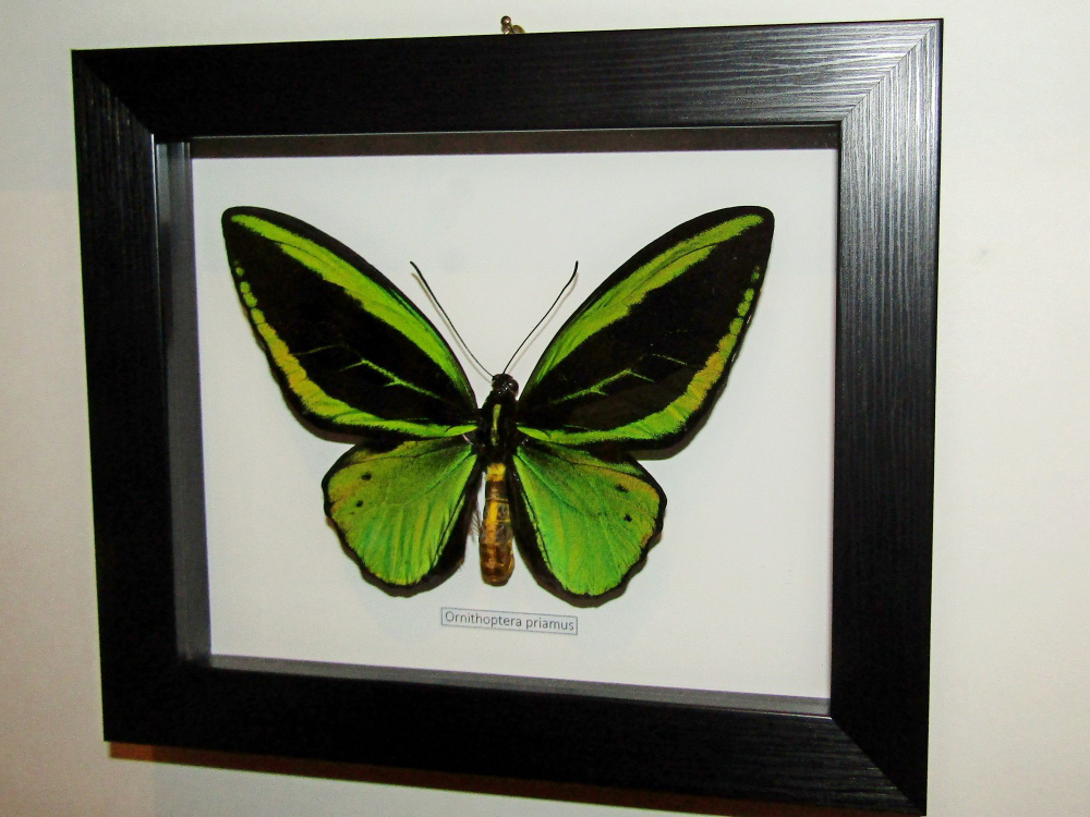 Бабочка Ornithoptera priamus