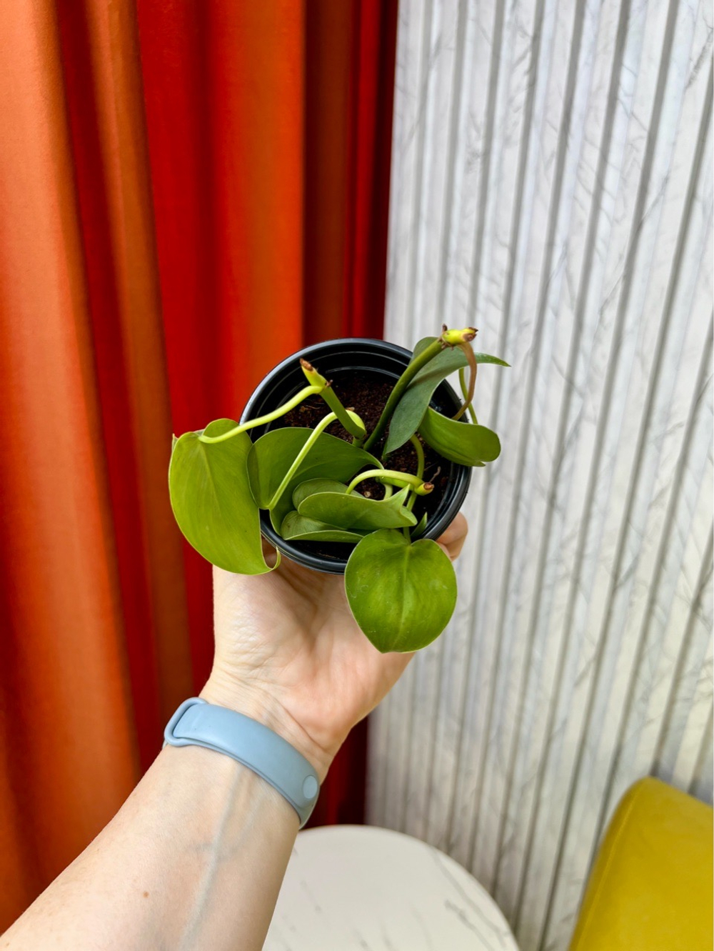 Филодендрон Сканденс, D9см Н15см, 1шт, Urban Jungle