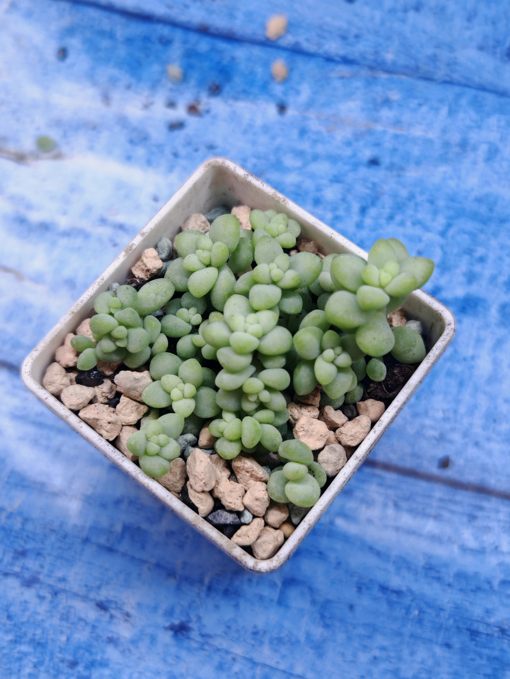 Sedum Burrito (Седум)