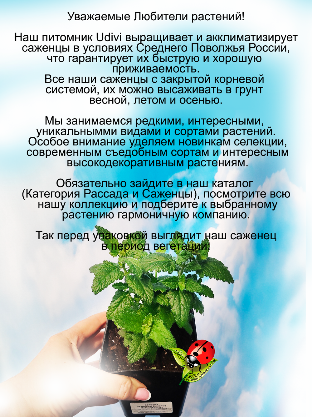 Вербена Ванесса Маршмеллоу Биколор