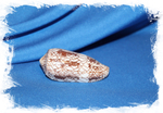 Конус конволутус, Conus convolutus, Конус омария купить