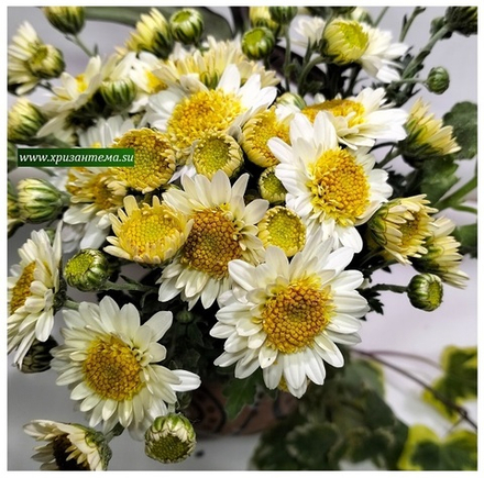 Хризантема мультифлора Deisy White м. 156 /поставка весна 2026г/