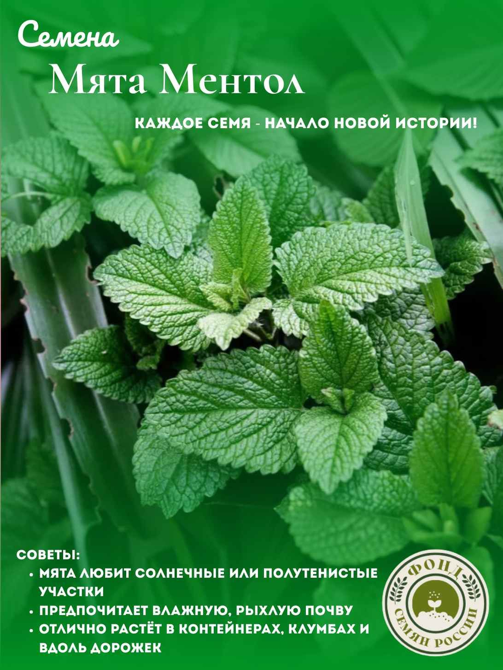 Мята Ментол, семена 0,04 гр.