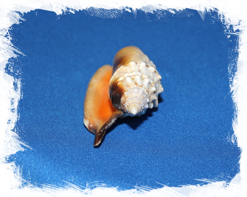 Стромбус Аратрум, 7-10см, 1шт