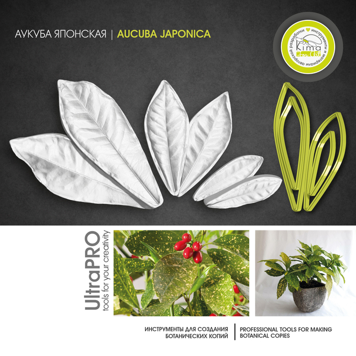 Аукуба японская