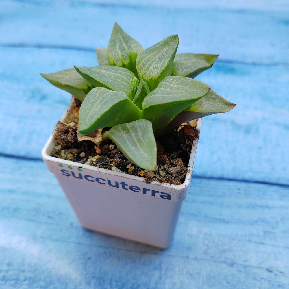 Haworthia Comptoniana Hybride hybrid (Хавортия)