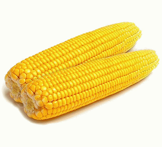 Турбо F1 семена кукурузы (Clause / Клос) – фото 2