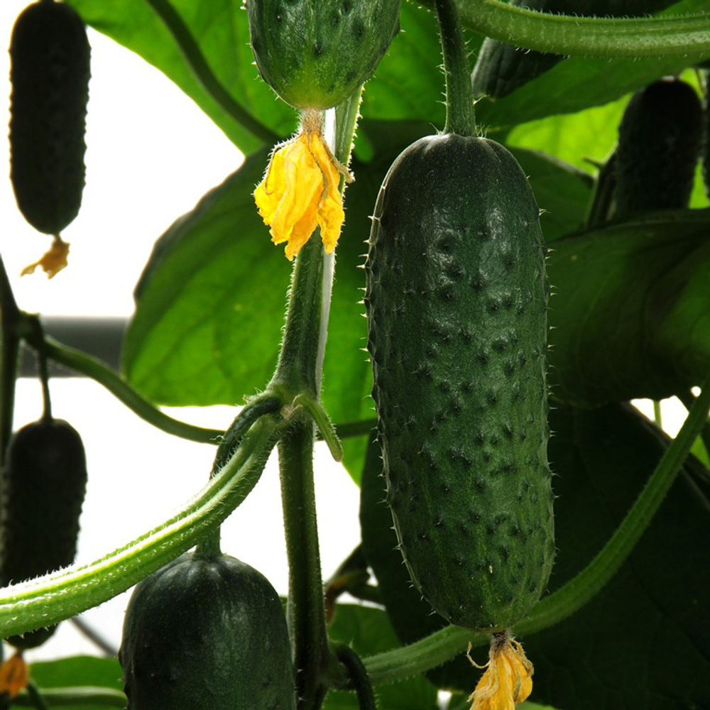 Огурец Терек F1 7шт ВитаГрин ЭКСТРА