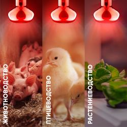 Инфракрасная лампа ЭРА ИКЗК 230-60 R63 Е27 для обогрева животных 60 Вт Е27