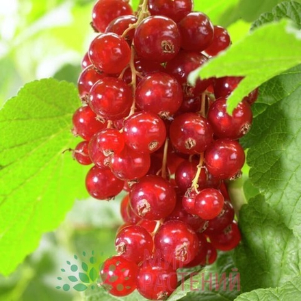 Смородина красная Голандская красная