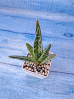Aloe Variagata