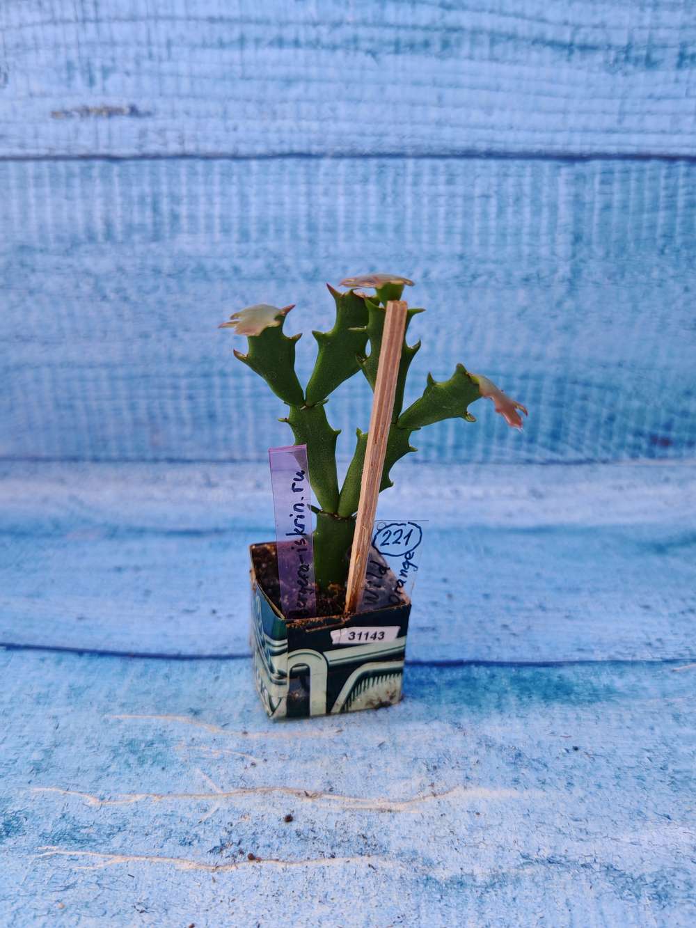 Schlumbergera cv. Thor Wild Cactus Orange (Шлюмбергера)