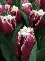 Тюльпан Бахромчатый Сан Мартин