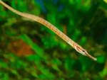 Рыба-игла (Microphis deocata)