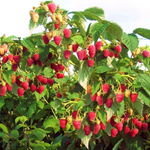 Малина штамбовая Таруса