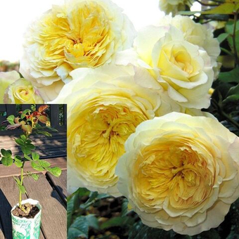 Роза Нельсон Монфор шраб саженец с ЗКС.