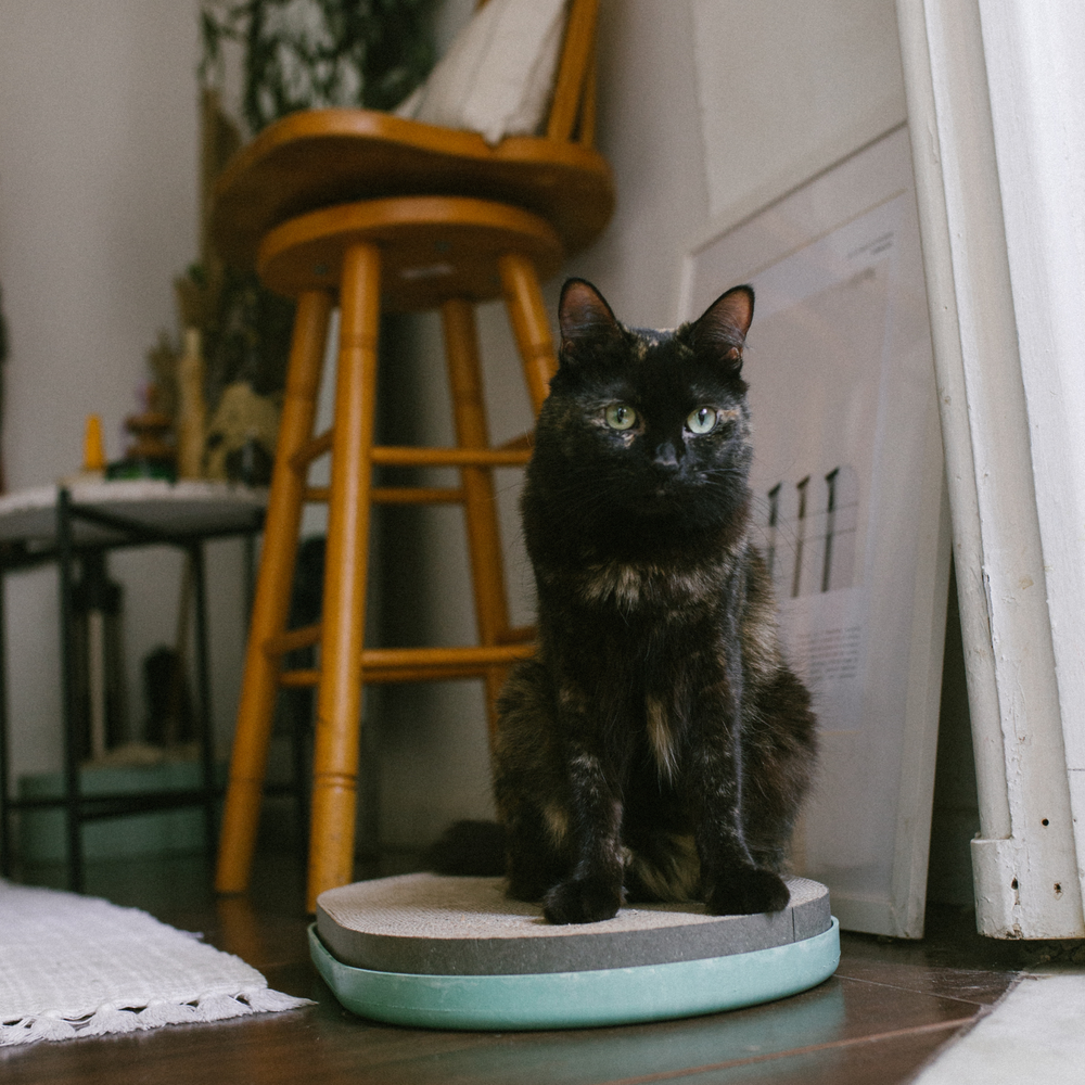 Когтеточка MINT Zee.Cat