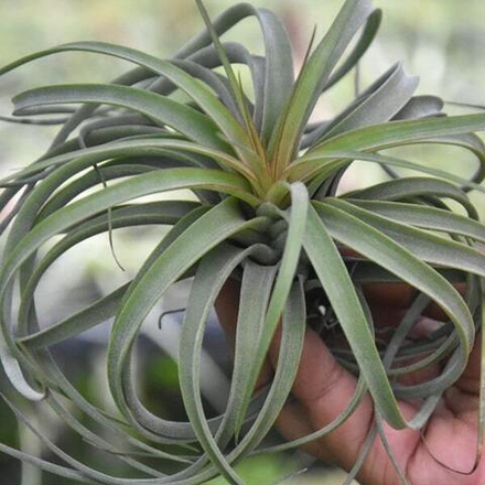 Тилландсия Redy (concolor x streptophylla) R