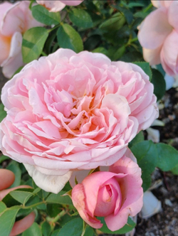 Роза Сувенир де Луи Амад Rosa Souvenir de Louis Amade