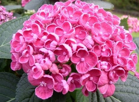 Гортензия крупнолистовая ХОВАРИЯ ХОПКОРН (Hydrangea macrophylla 