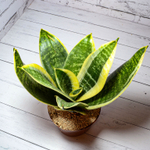 Sansevieria Golden Hahnii (Сансевиерия)