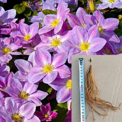 Клематис Чейндж оф Харт крупноцветковый меняющий цвет