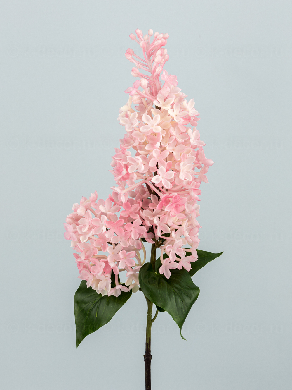 Сирень Премиум