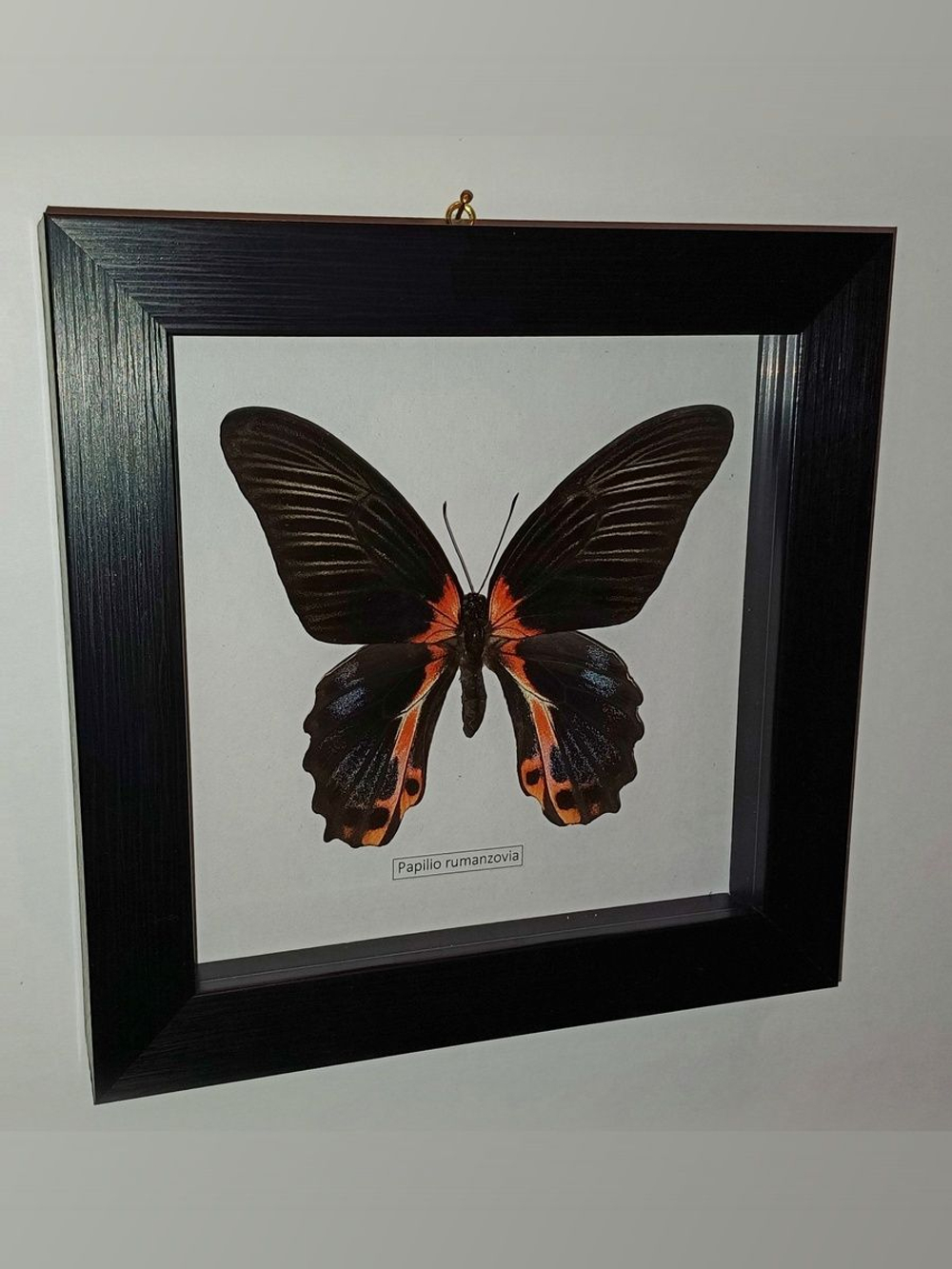 Бабочка Papilio rumanzovia самка в рамке