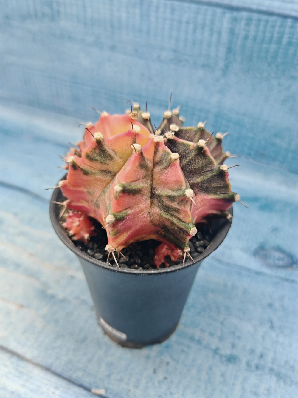 Gymnocalycium Variegata (Гимнокалициум Вариегатный)