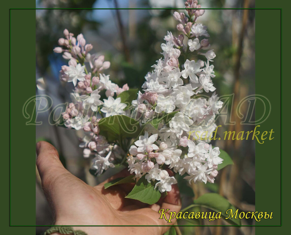 Сирень Красавица Москвы (Krasavitsa Moskvy)