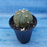Astrophytum Asterias (Астрофитум)