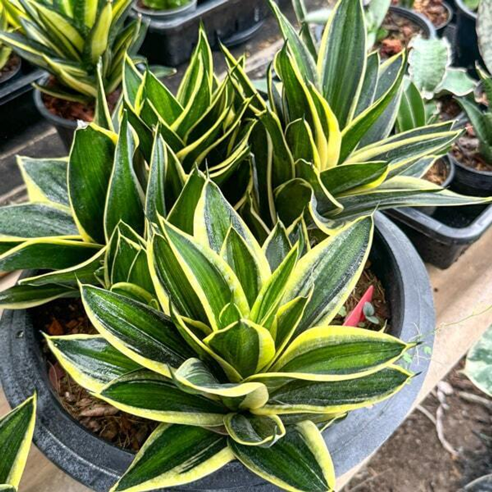 Сансевиерия JADE PAGODA VAR