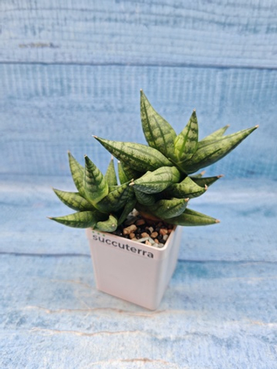 Sansevieria Rocky Crown (Сансевиерия)