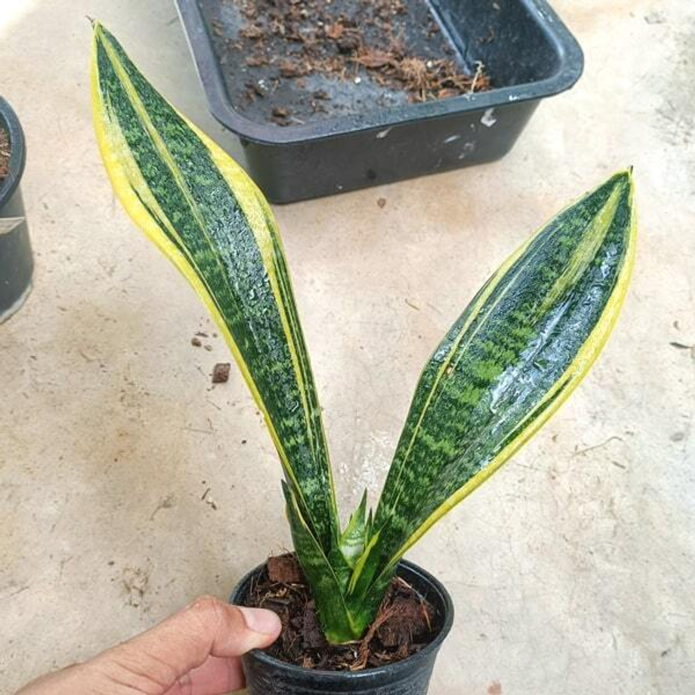 Сансевиерия GOLDFLAME