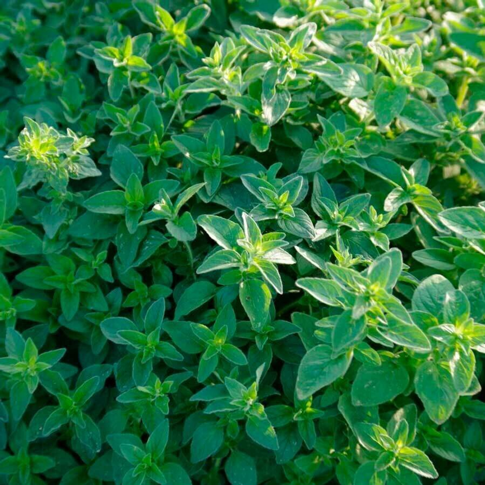 Душица обыкновенная (трава) 500 г