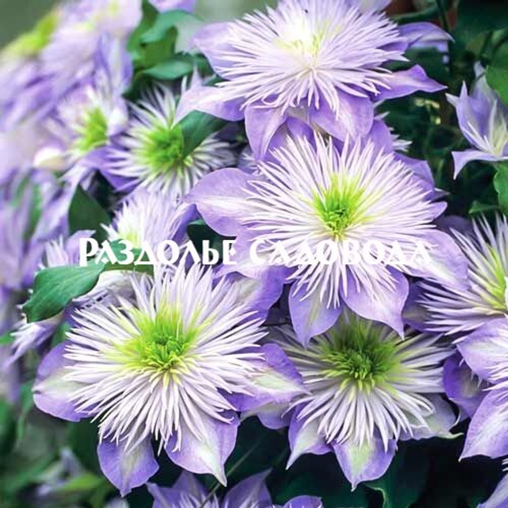 Клематис Кристальный Фонтан