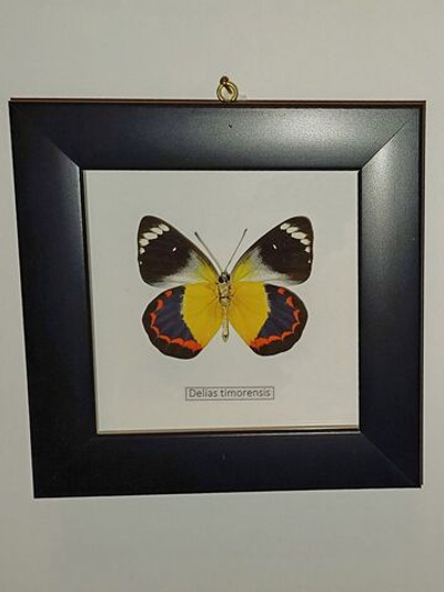 Бабочка Delias timorensis в рамке