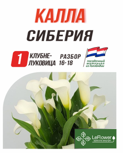 Калла Клубнелуковица, Сиберия, 1шт. Разбор 16/18