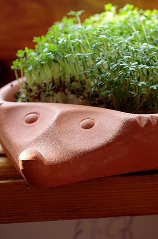 Ржится рожь, овес овсится, чечевица чечевится!