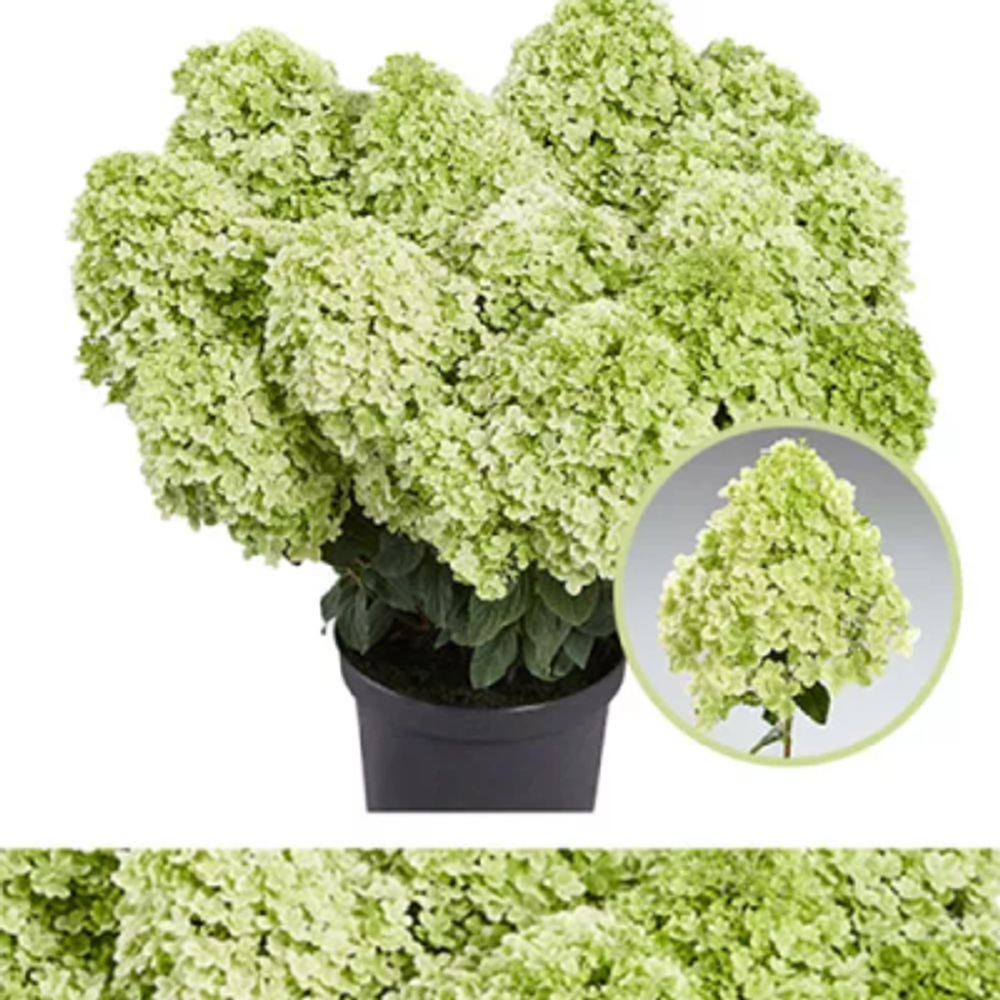 Пансана «Pansana» С2.5