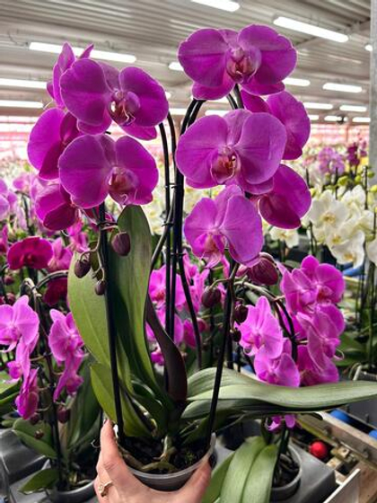 фаленопсис каскад д. 12